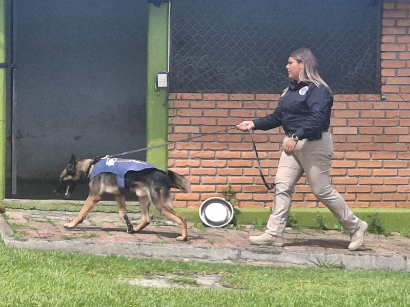 Perros rescatistas de la FGE llegaron a Texas por su eficacia