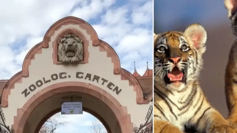 Polémica por zoológico en Alemania que sacrificó a tres cachorros de tigre siberiano, aunque están en peligro de extinción