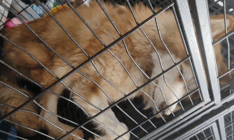 Realiza Fiscalía Actuaciones Relacionadas Con 3 Casos De Crueldad Animal En Morelia - Changoonga.com