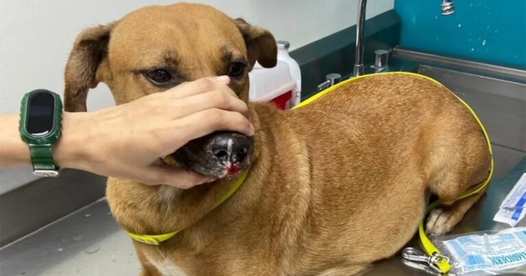 Salvan a perrita embarazada tirada a la basura; tenía amarrado el hocico y las patas