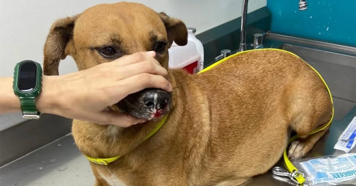 Salvan a perrita embarazada tirada a la basura; tenía amarrado el hocico y las patas