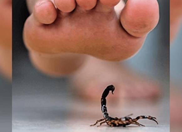 Se triplican reportes de picadura de animales ponzoñosos en Coahuila