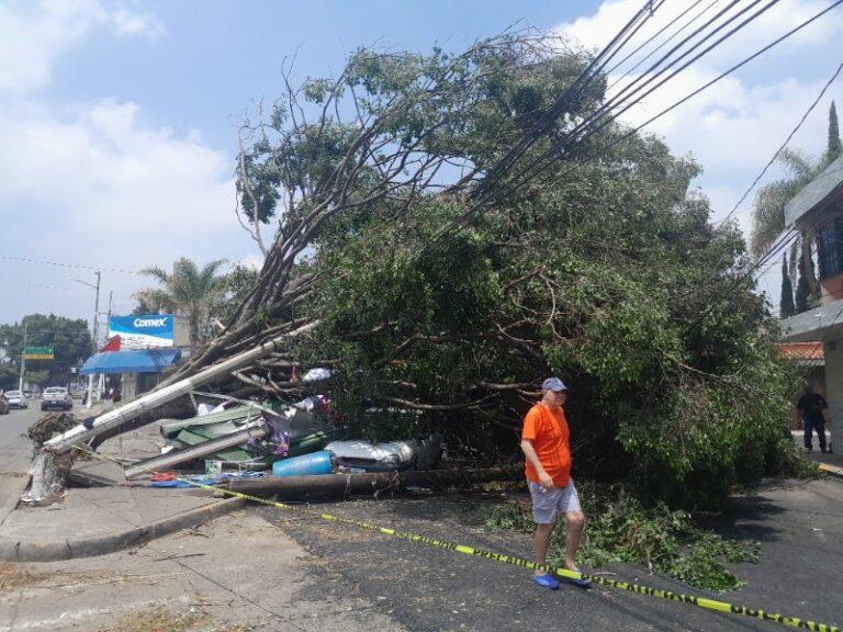 Suman 60 árboles caídos en Zapopan por tromba del domingo