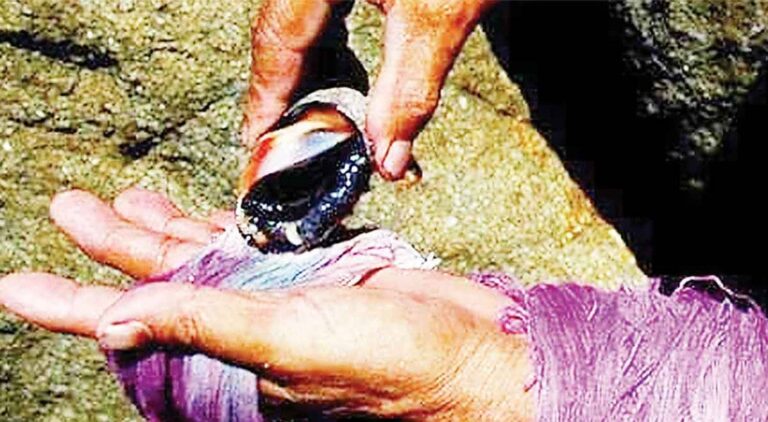 Transmiten los secretos del caracol púrpura en la Expo Feria Artesanal