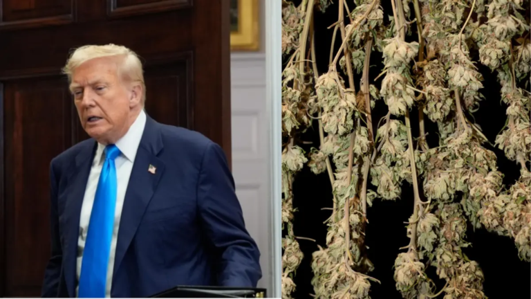 Trump evalúa un cambio en la política federal sobre marihuana y genera debate nacional