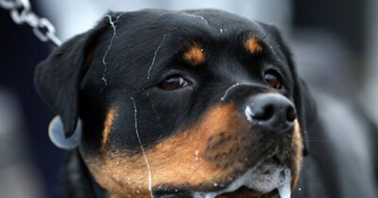 Un rottweiler mata a mordidas a un niño en Francia