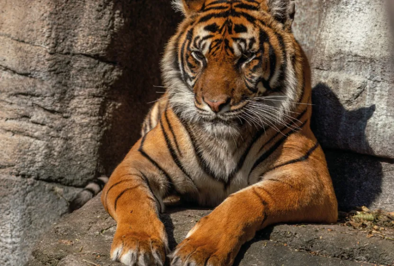 Un zoo en Dinamarca pide a la gente que done mascotas vivas para alimentar a sus depredadores