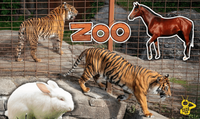 Zoo De Dinamarca Pide Que Donen Mascotas Para Alimentar A Sus Animales - Changoonga.com