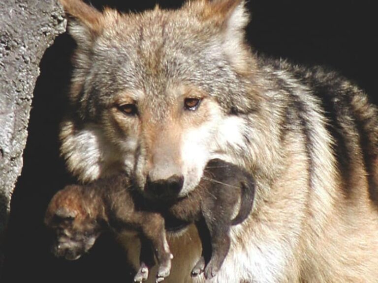 Zoológico de Aragón se convierte en santuario para el lobo mexicano
