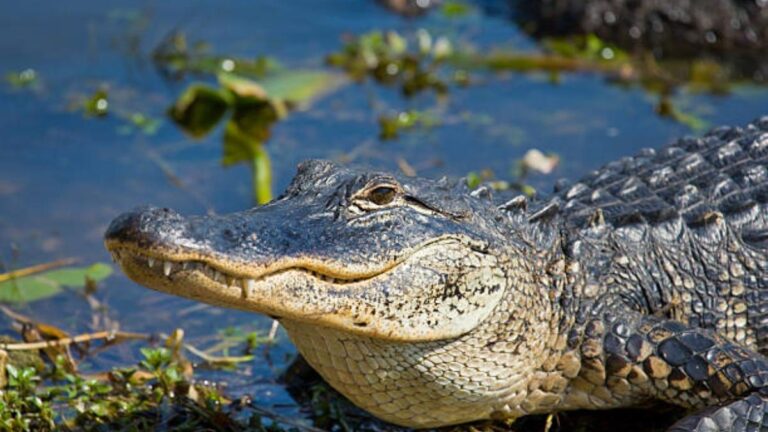 estos son los meses en que los caimanes en Florida son más agresivos