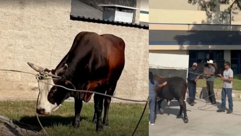 un toro entró en una escuela y todo quedó en video
