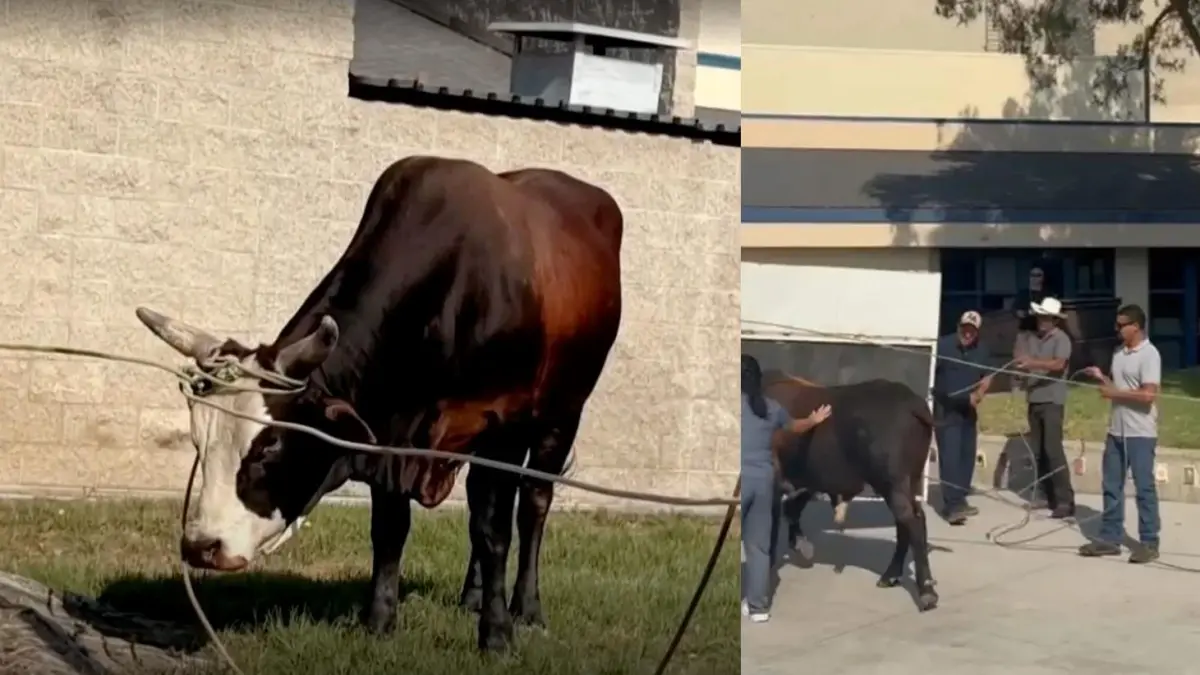 un toro entró en una escuela y todo quedó en video