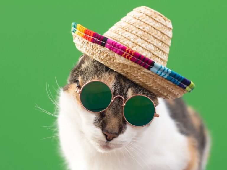 "¡Reyes de Internet y del Sofá! Celebramos el Día Internacional del gato