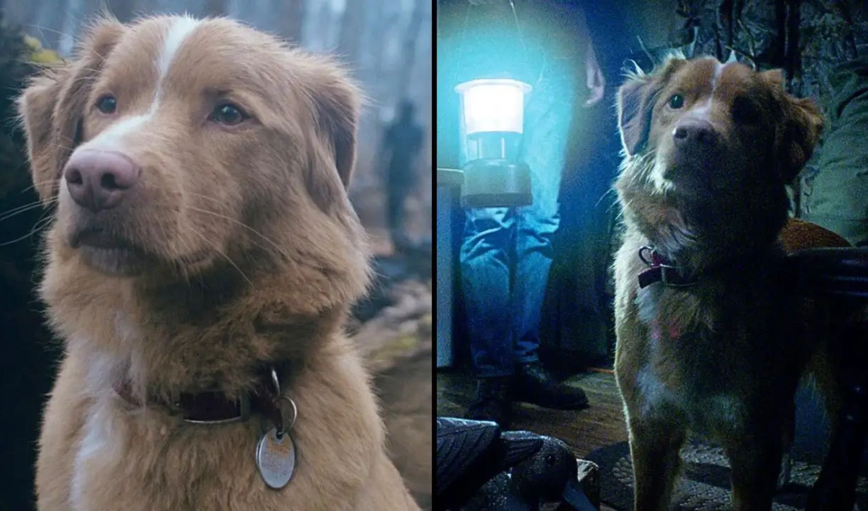 Indy, el perrito que ve fantasmas, estrena el 30 de octubre