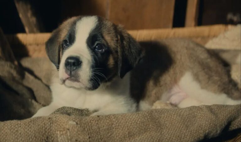 The Playmaker lanza ventas de la aventura del perro San Bernardo