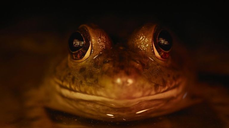 Crítica de “Naturaleza de pesadilla”: cuando el documental se disfraza de cuento de terror